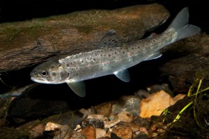 IMG_2588_HavoerredSmolt